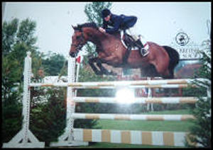 Harmony Dawn Grade A Showjumper